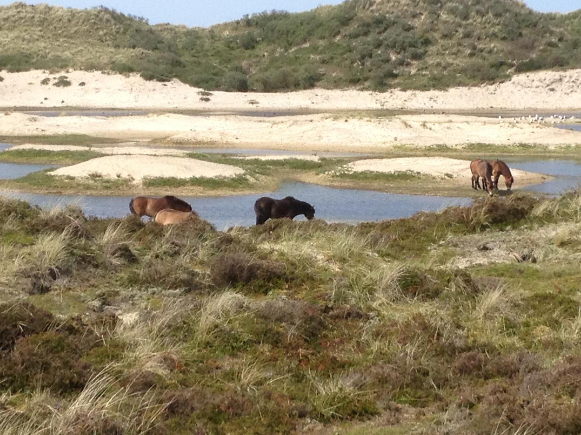 Hotel Nap West-Terschelling Eksteriør bilde